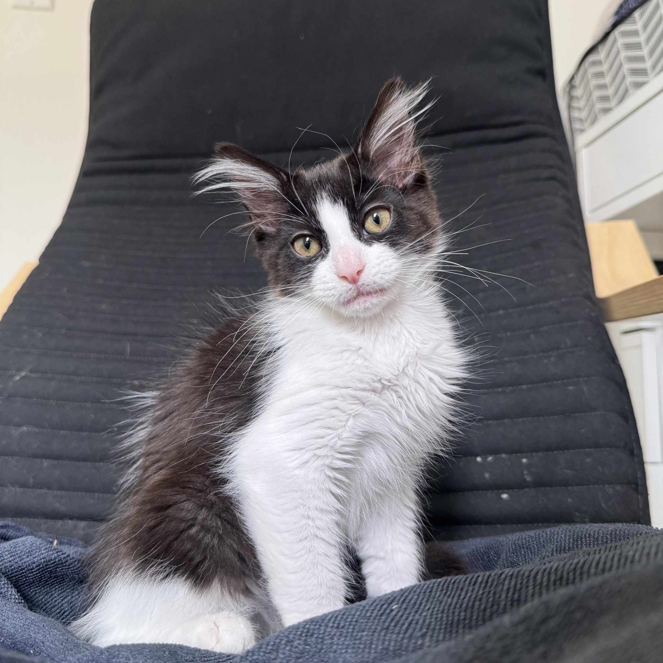 Honey, adoptable, Kitten Male Domestic Short Hair.