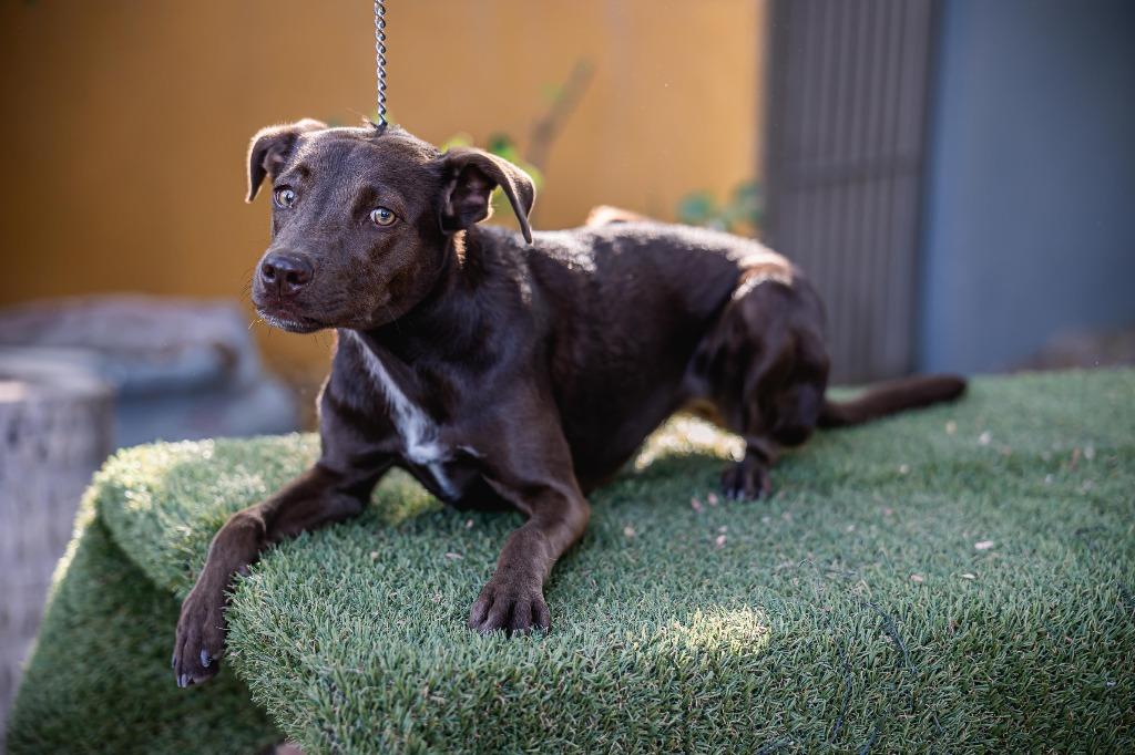 Chak, Adoptable, Puppy Female Lakeland Terrier & Labrador Retriever.