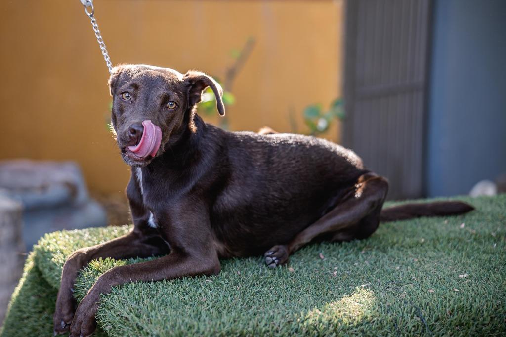 Chak, a Adoptable mixed breed in Anacortes, WA image 2/4