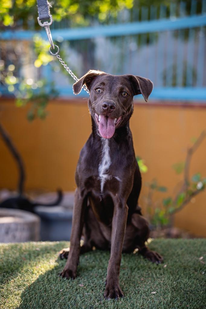 Chak, a Adoptable mixed breed in Anacortes, WA image 3/4