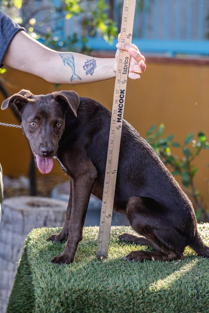 Chak, a Adoptable mixed breed in Anacortes, WA image 4/4