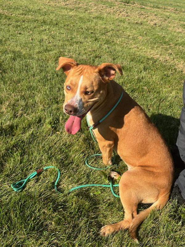 Enlarge KATIE, a Adoptable mixed breed in Dixon, IL image 1/1