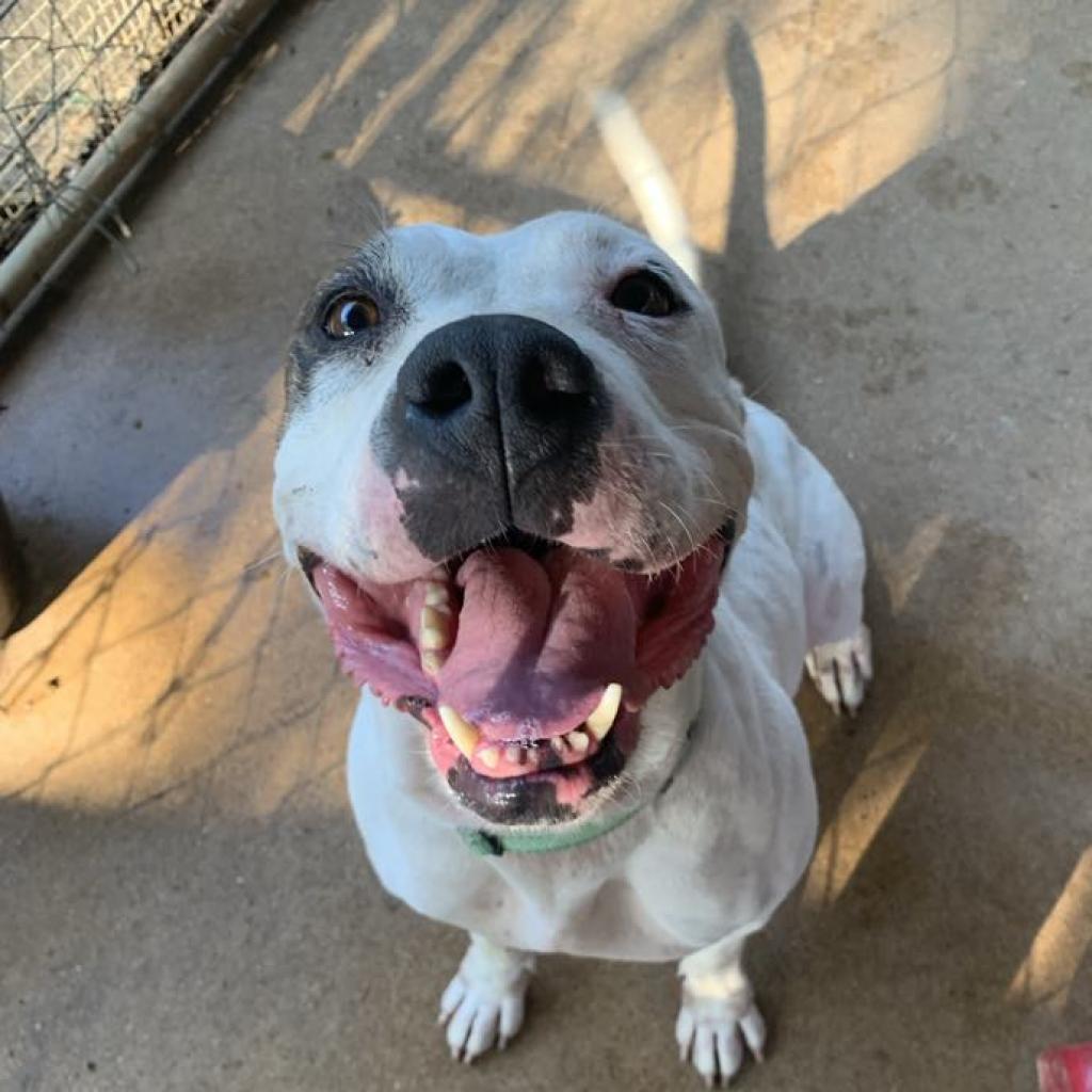 Casienova, a Adoptable Pit Bull Terrier in Stephenville, TX image 1/6