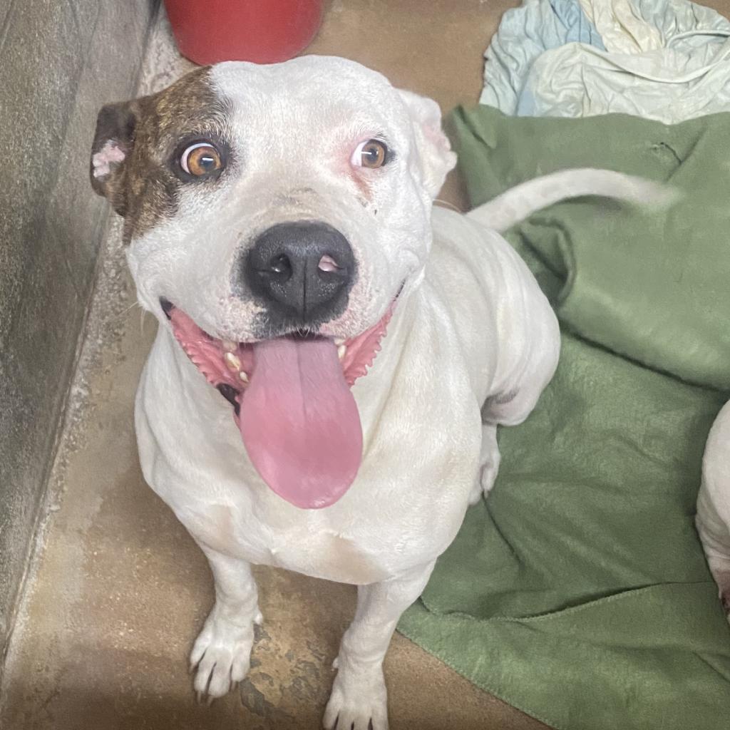 Casienova, a Adoptable Pit Bull Terrier in Stephenville, TX image 2/6