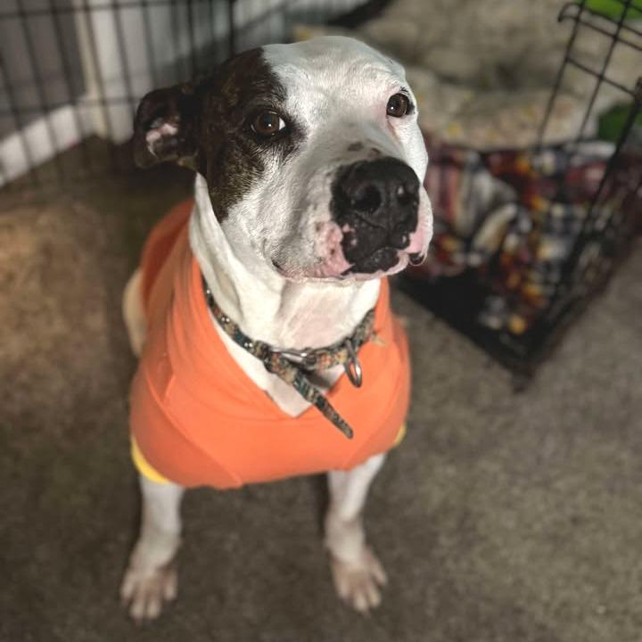 Casienova, a Adoptable Pit Bull Terrier in Stephenville, TX image 3/6