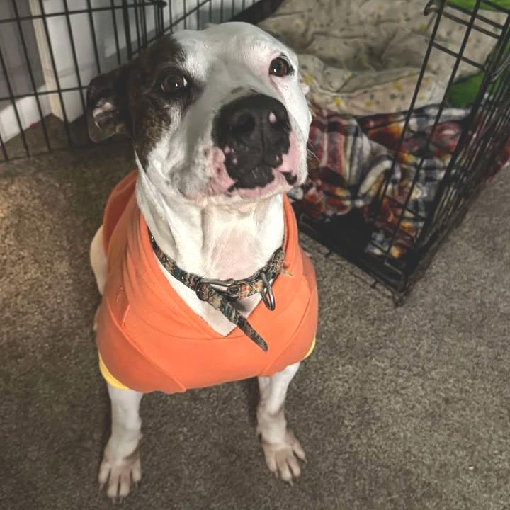 Casienova, a Adoptable Pit Bull Terrier in Stephenville, TX image 4/6