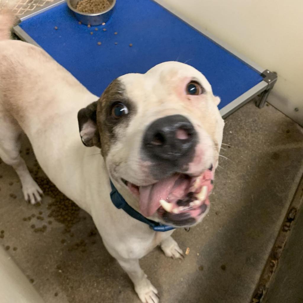 Casienova, a Adoptable Pit Bull Terrier in Stephenville, TX image 5/6