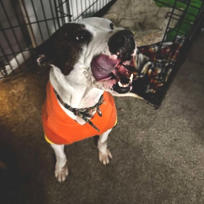 Casienova, a Adoptable Pit Bull Terrier in Stephenville, TX image 6/6