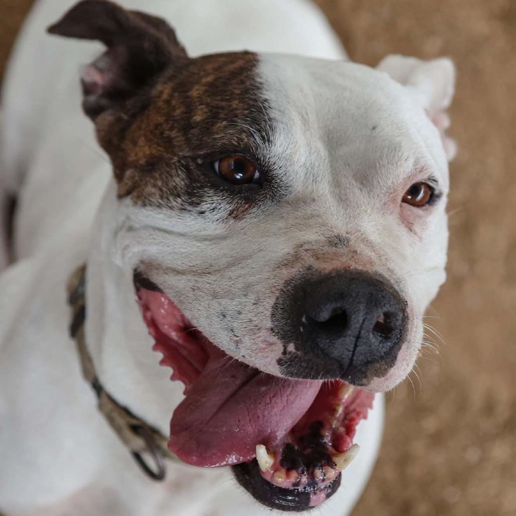 Casienova, a Adoptable Pit Bull Terrier in Stephenville, TX image 6/6