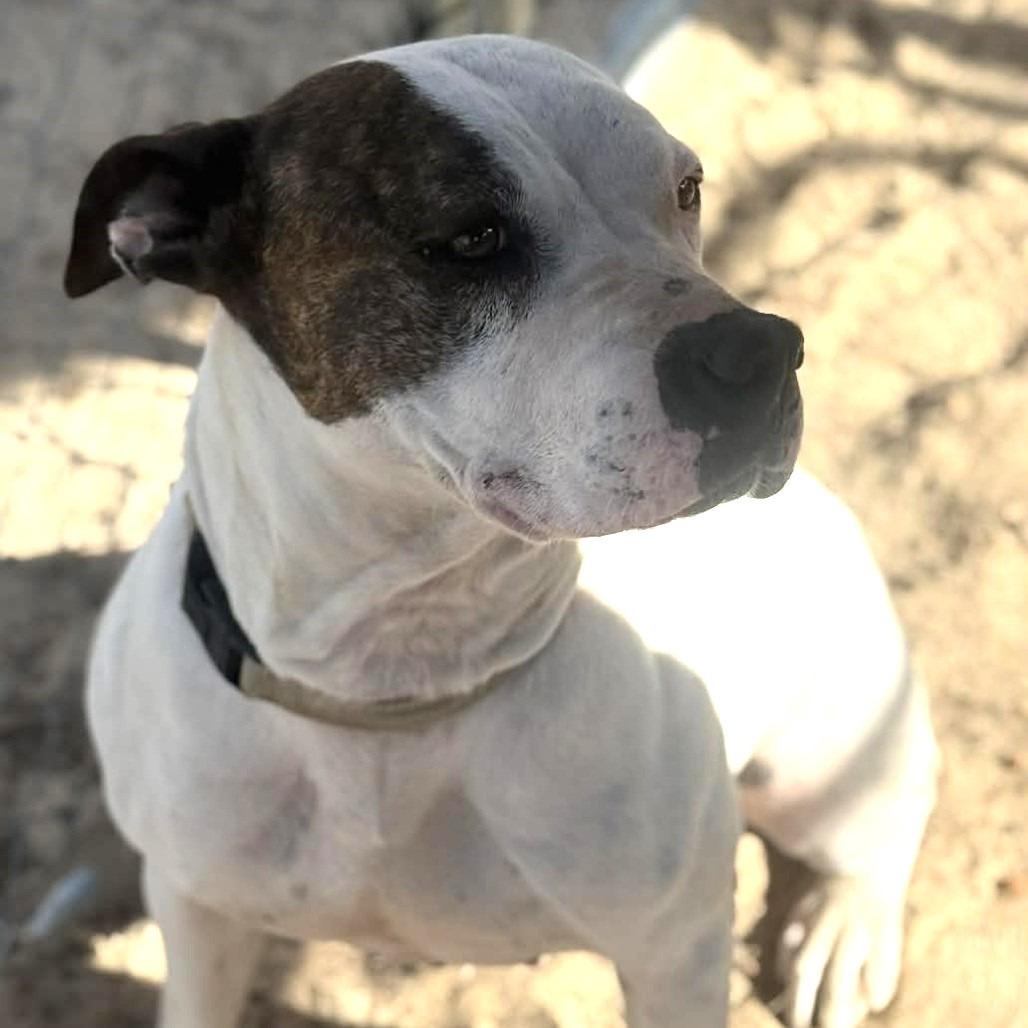 Enlarge Casienova, a Adoptable Pit Bull Terrier in Stephenville, TX image 6/6