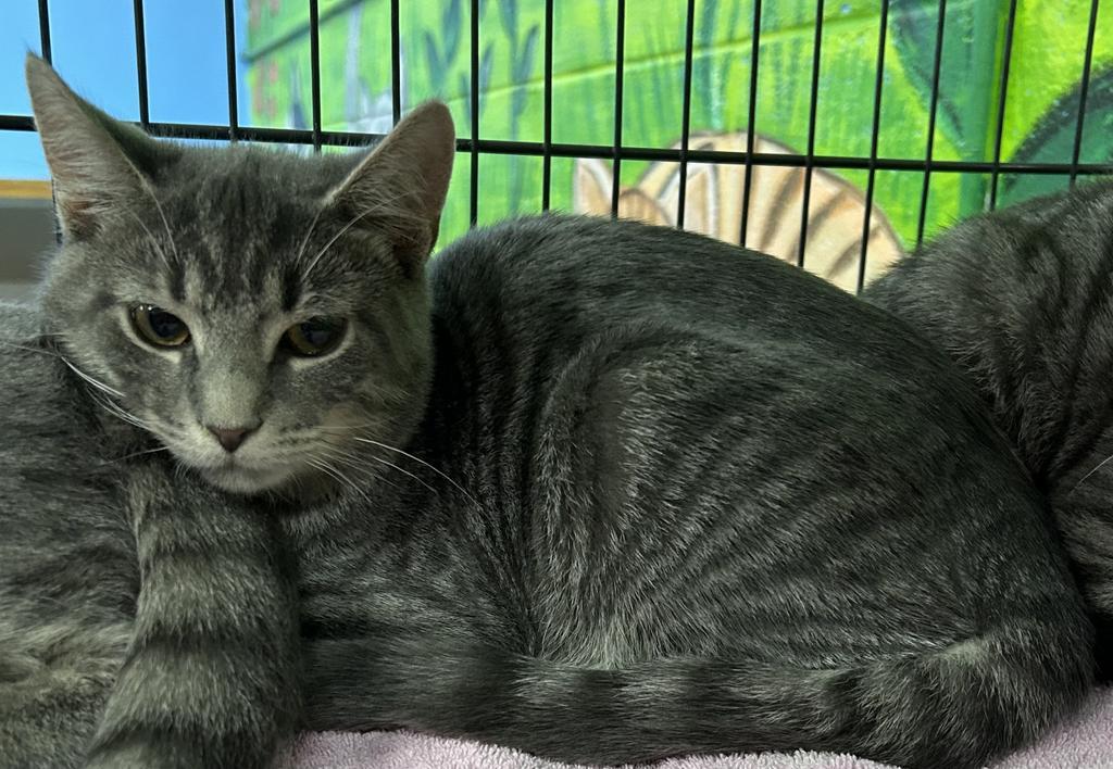 Daryl, Adoptable, Adult Male Domestic Short Hair.