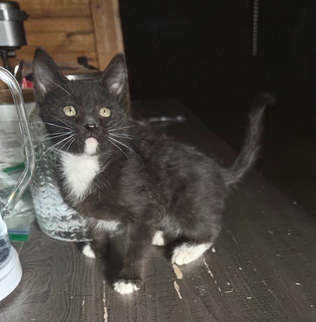 Enlarge Whiskers, an adopted Domestic Short Hair in Sedalia, CO image 1/3
