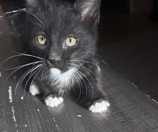 Whiskers, adopted, Kitten Male Domestic Short Hair.