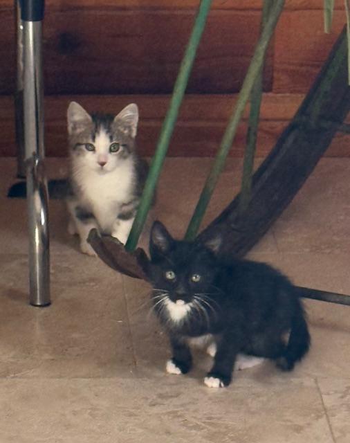 Enlarge Whiskers, an adopted Domestic Short Hair in Sedalia, CO image 3/3