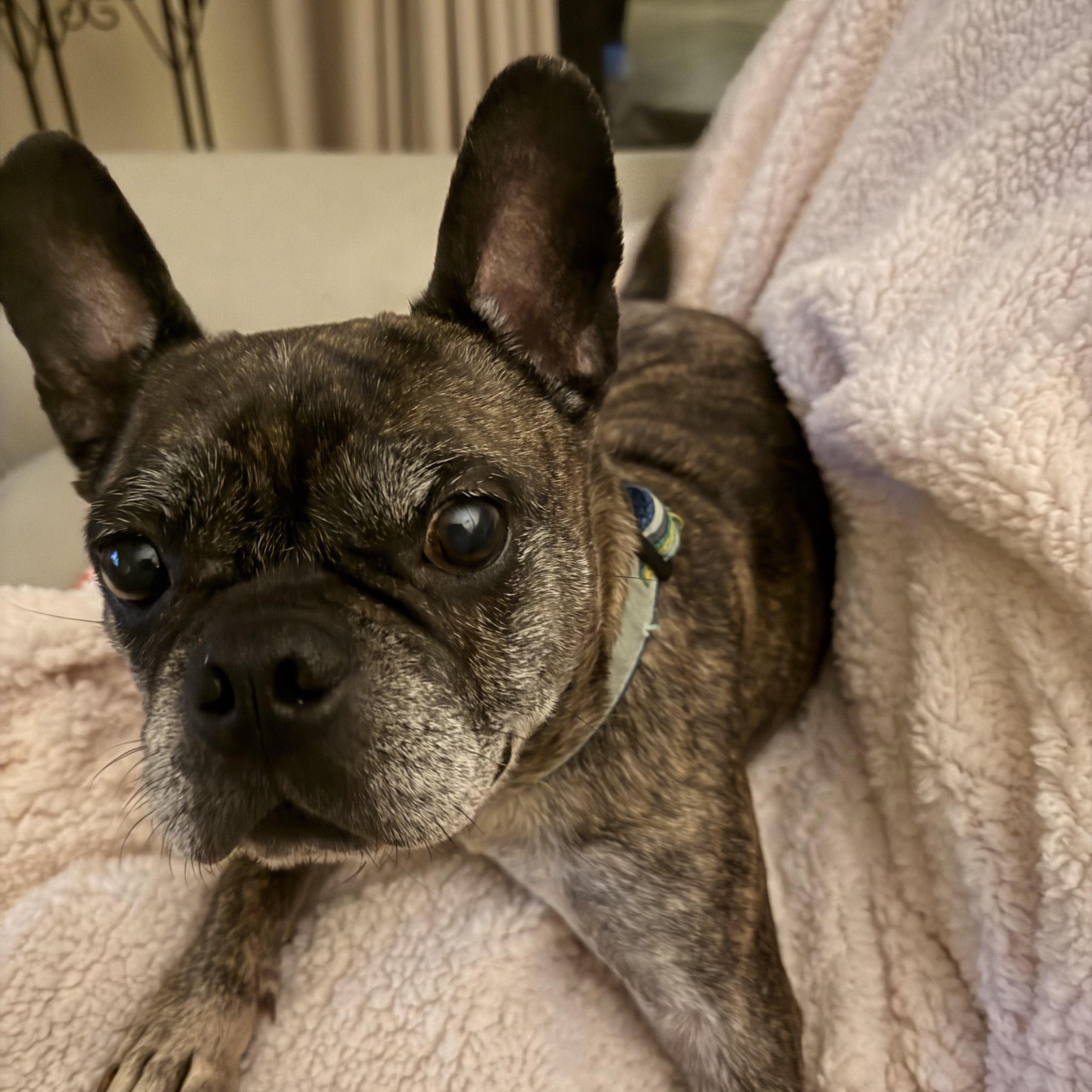 Gremlin, Adoptable, Adult Male French Bulldog.