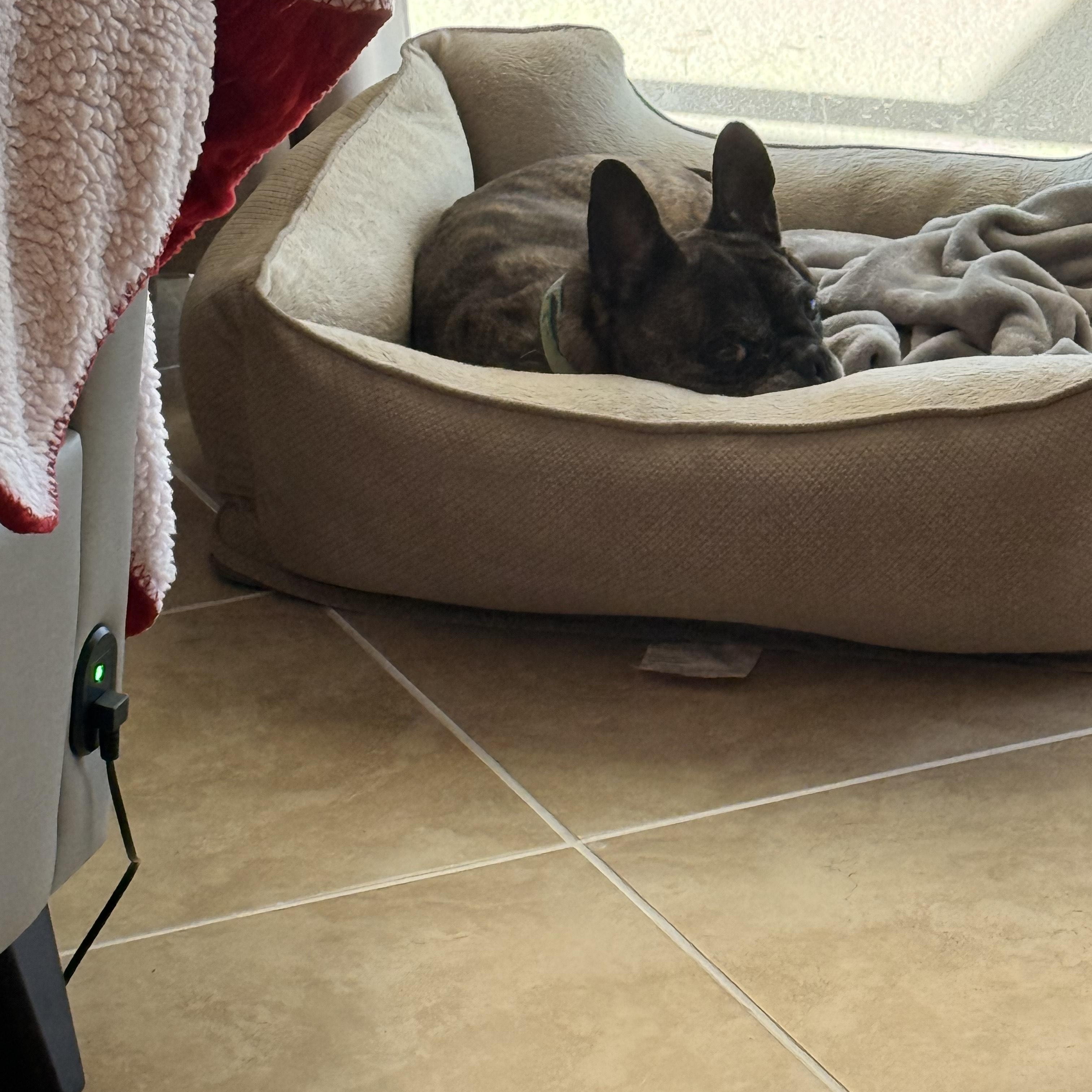 Gremlin, a Adoptable French Bulldog in Bradenton, FL image 2/4