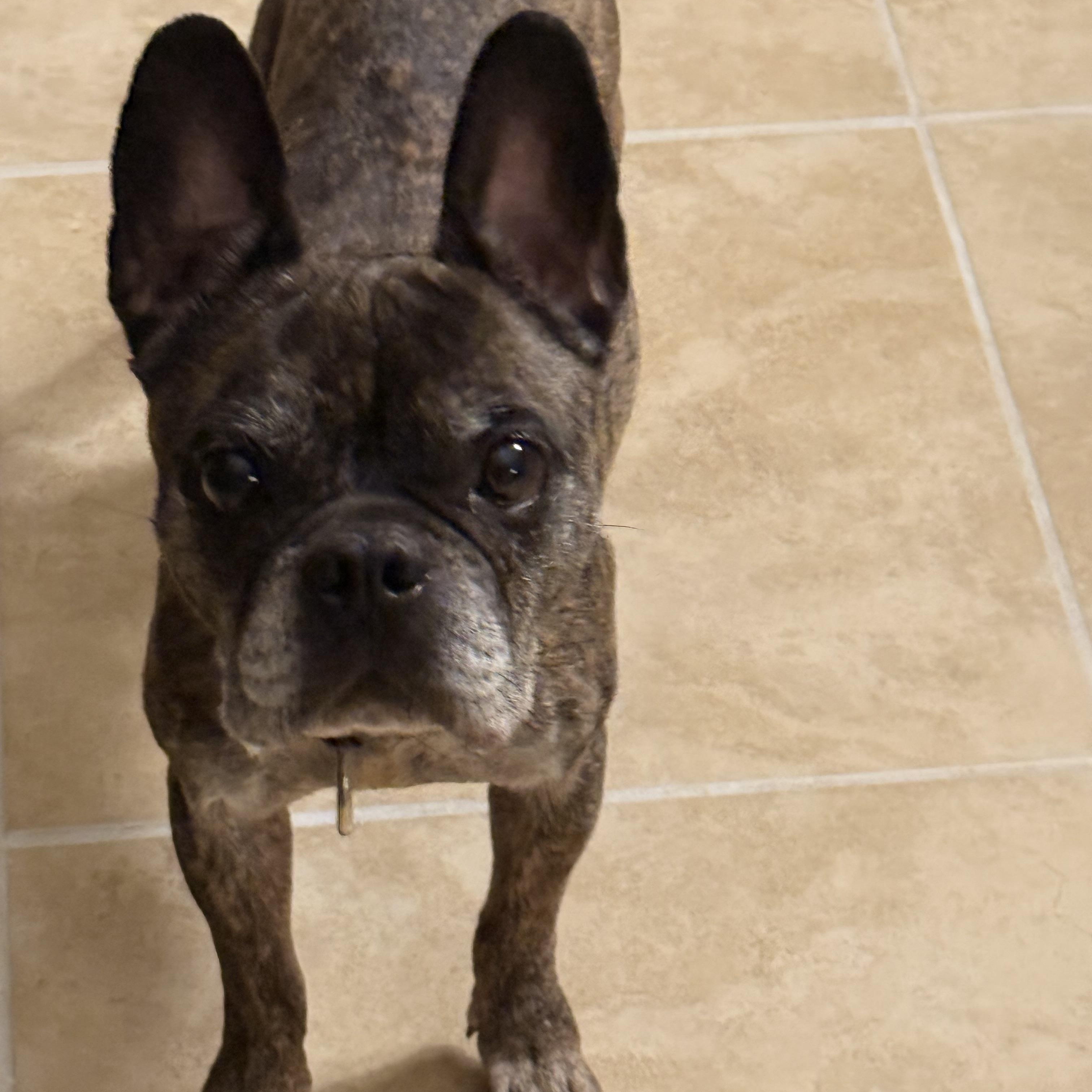 Gremlin, a Adoptable French Bulldog in Bradenton, FL image 3/4