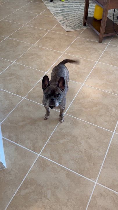 Enlarge Gremlin, a Adoptable French Bulldog in Bradenton, FL video 4/4