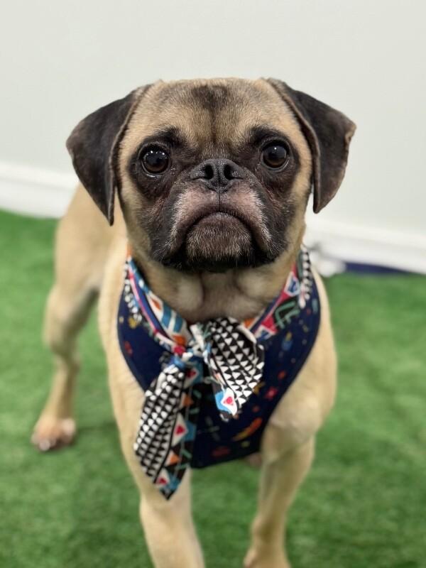 Enlarge Thai, a Adoptable mixed breed in Yorba Linda, CA image 1/1