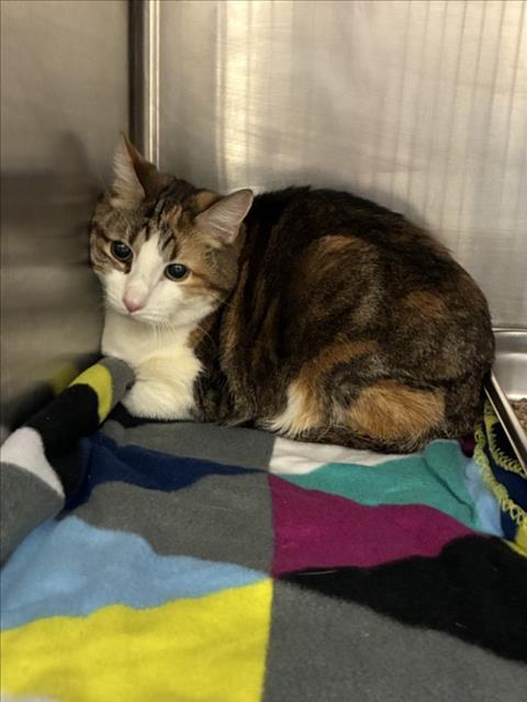 Enlarge MEANA MEE, a Adoptable Domestic Short Hair in Hagerstown, MD image 1/1