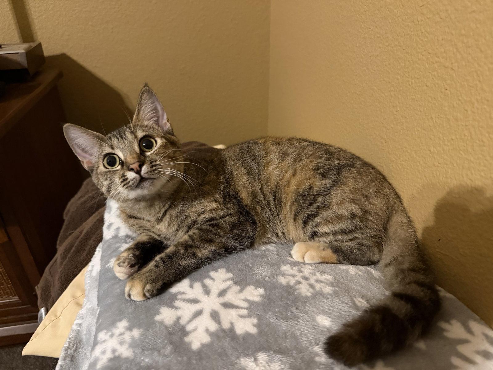 Enlarge Freeda, a Adoptable Domestic Short Hair in Rosenberg, TX image 1/3