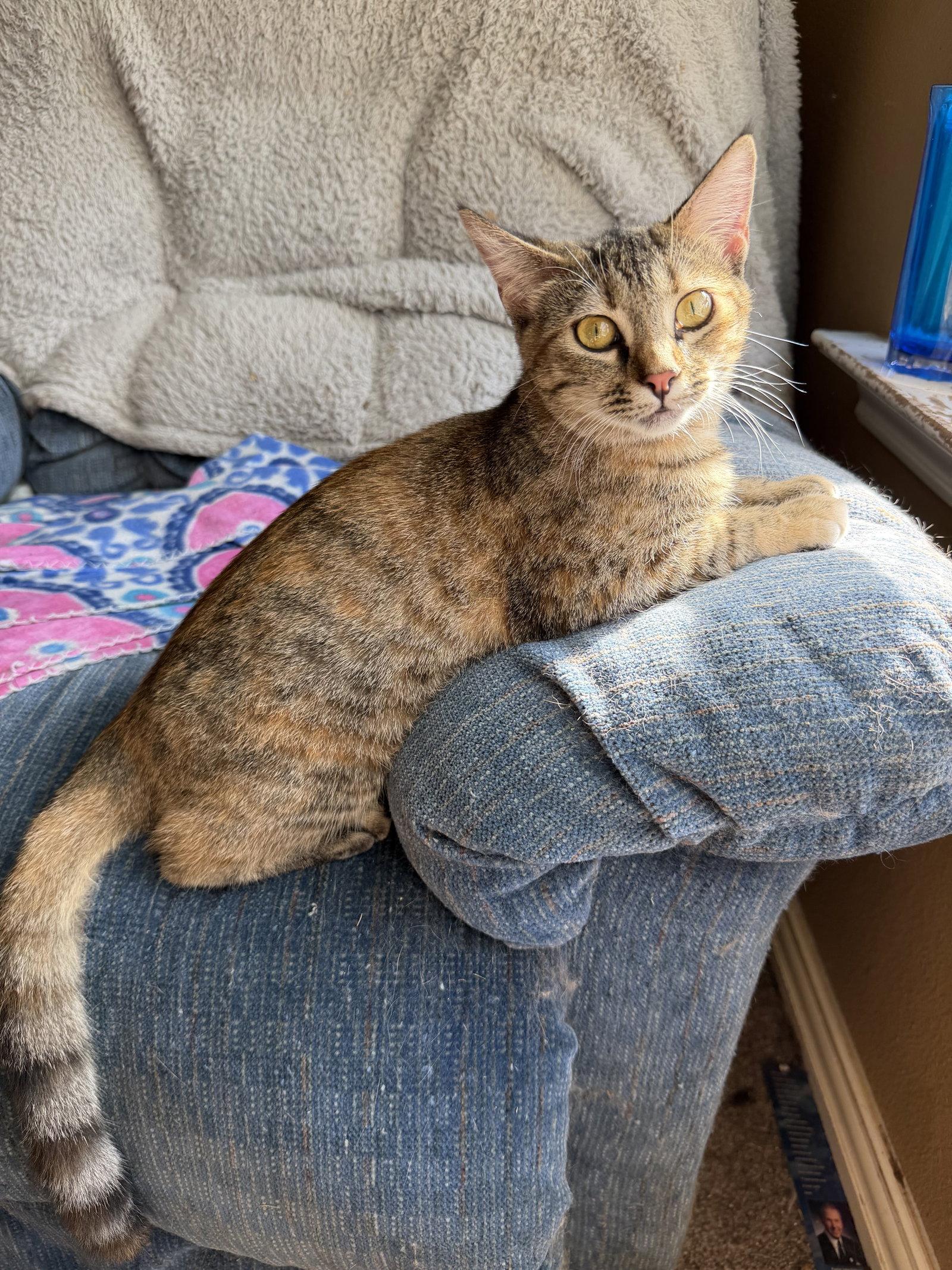 Enlarge Freeda, a Adoptable Domestic Short Hair in Rosenberg, TX image 2/3