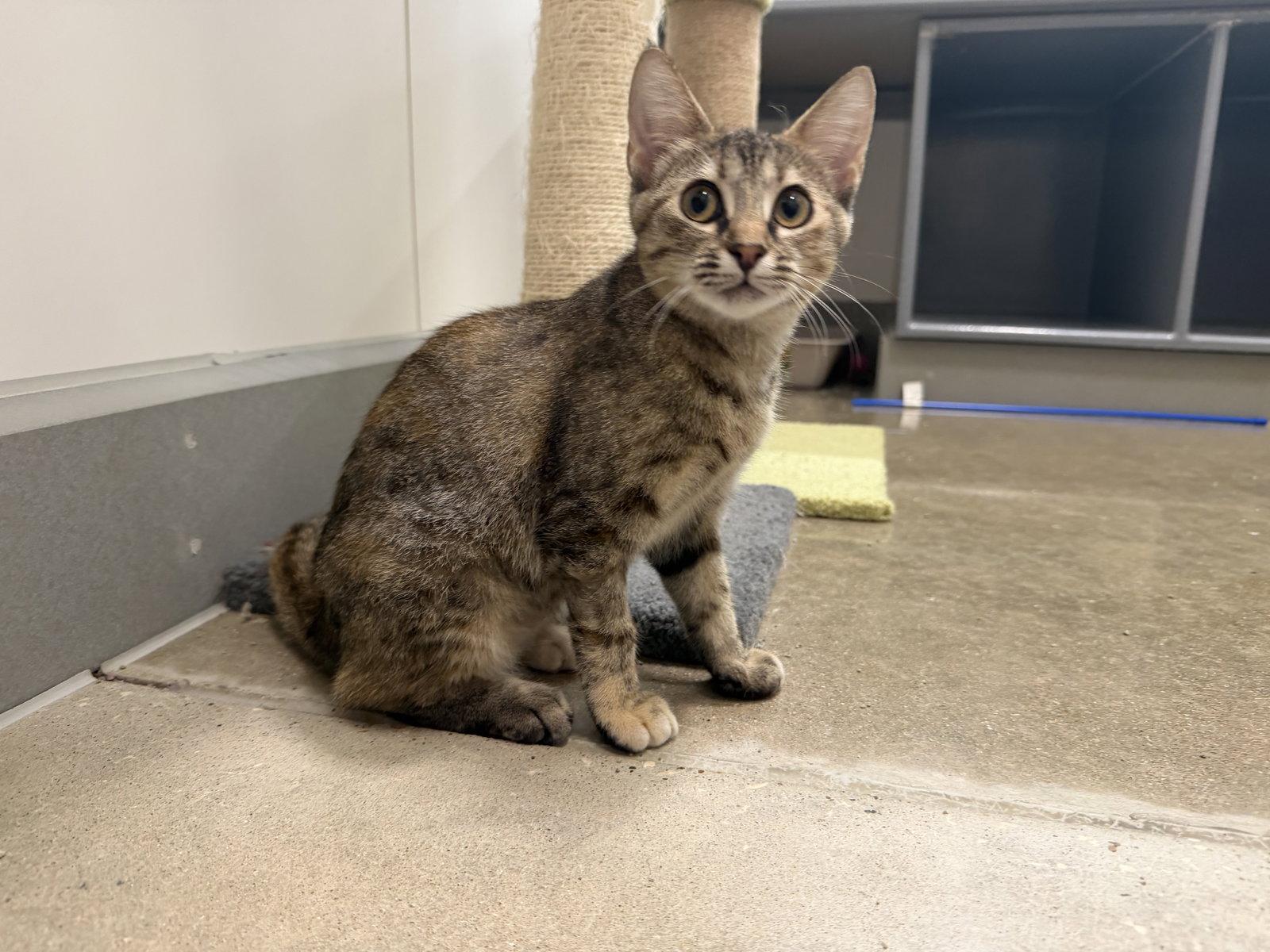Enlarge Freeda, a Adoptable Domestic Short Hair in Rosenberg, TX image 3/3