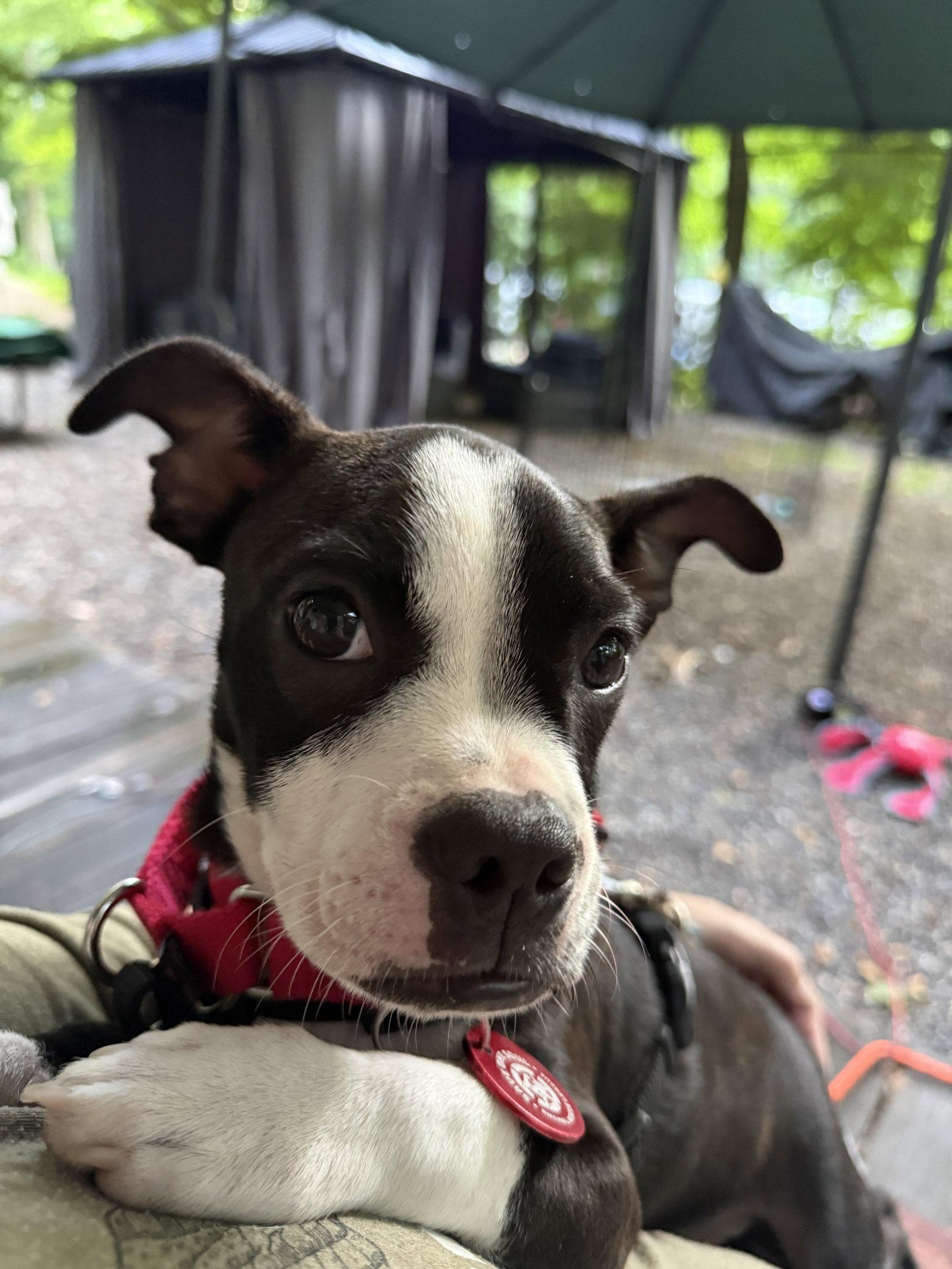 Frankie Footsie *LOCAL*, Adopted, Puppy Male Boston Terrier & Jack Russell Terrier.