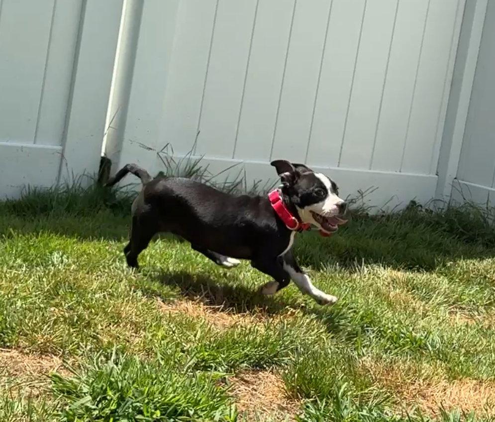 Enlarge Frankie Footsie *LOCAL*, a Adopted mixed breed in Wakefield, RI image 2/3