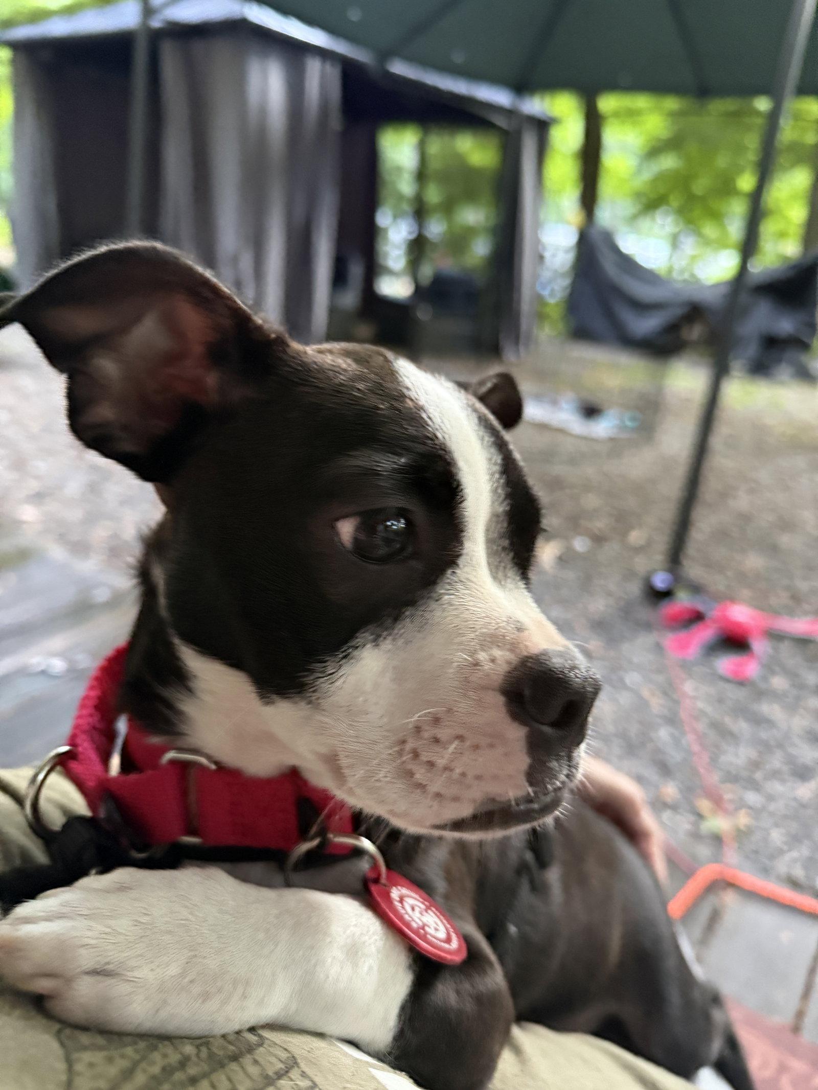 Enlarge Frankie Footsie *LOCAL*, a Adopted mixed breed in Wakefield, RI image 3/3