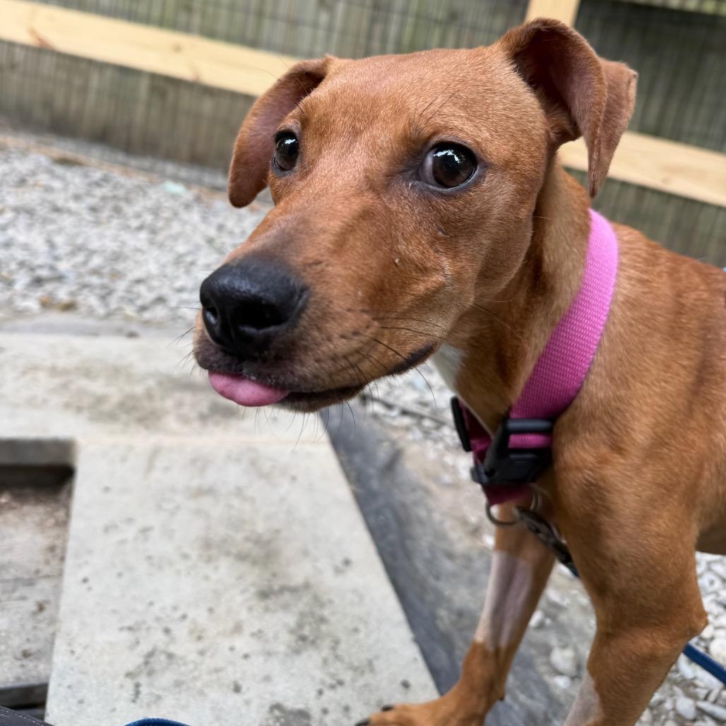 Millie, Adoptable, Young Female Pit Bull Terrier.