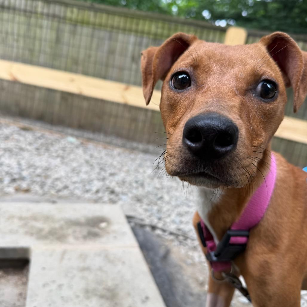 Millie, a Adoptable Pit Bull Terrier in West Chester, PA image 2/6
