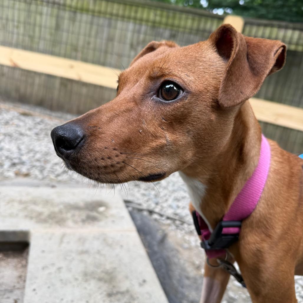 Millie, a Adoptable Pit Bull Terrier in West Chester, PA image 5/6