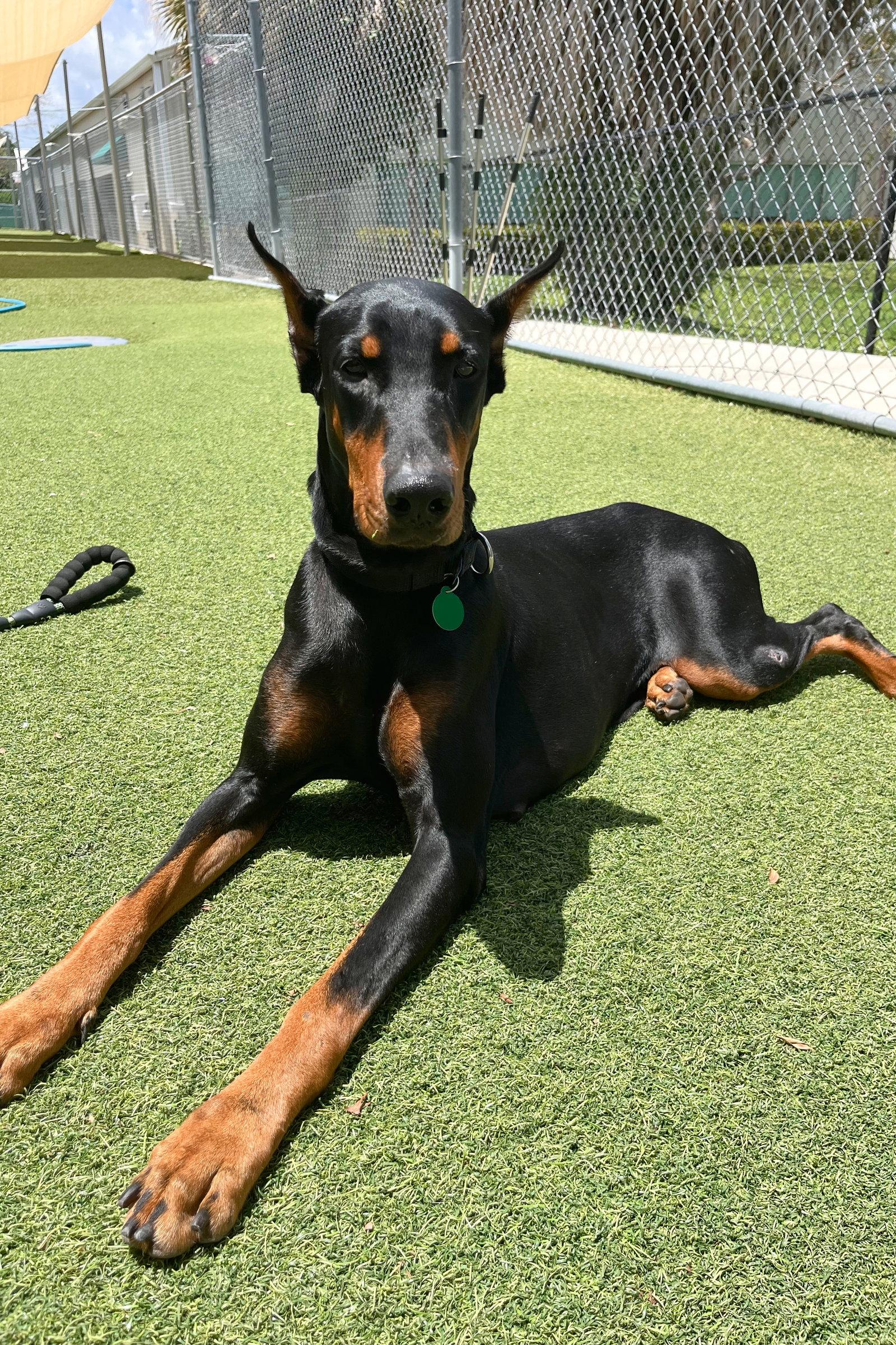 Lilly 3565, Adoptable, Young Female Doberman Pinscher.