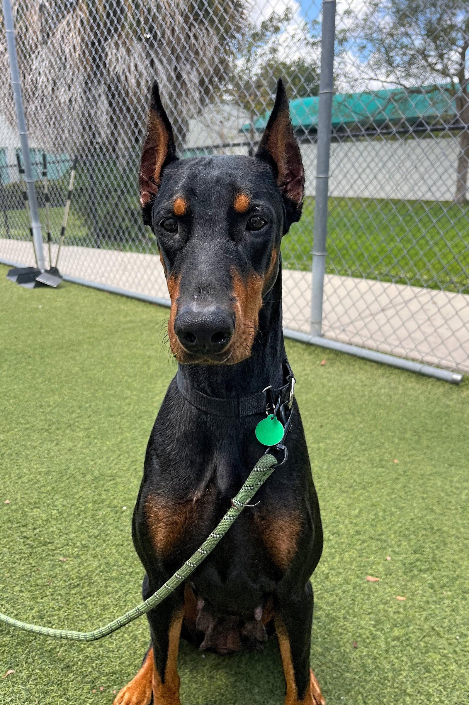 Enlarge Lilly 3565, a Adoptable Doberman Pinscher in Oakland Park, FL image 2/2