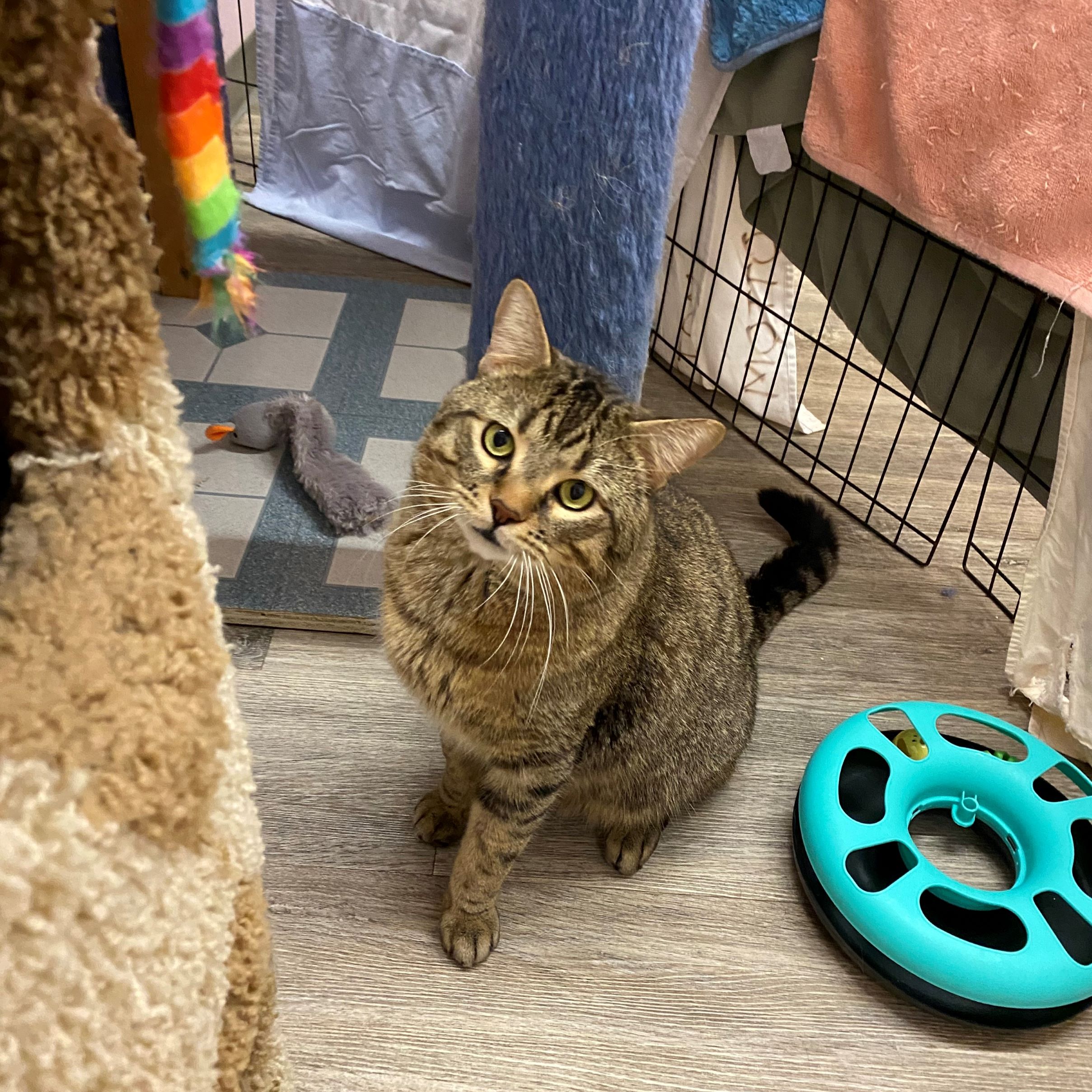 Chutney, a Adoptable Domestic Short Hair in Calgary, AB image 4/5