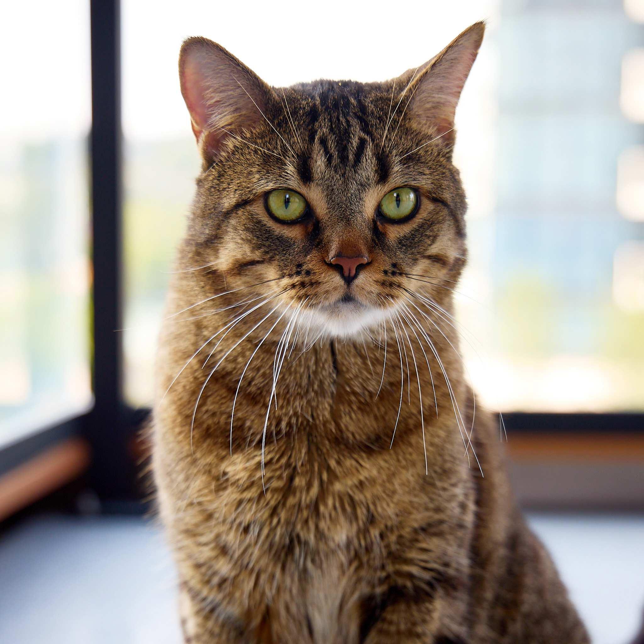 Chutney, Adoptable, Adult Male Domestic Short Hair.