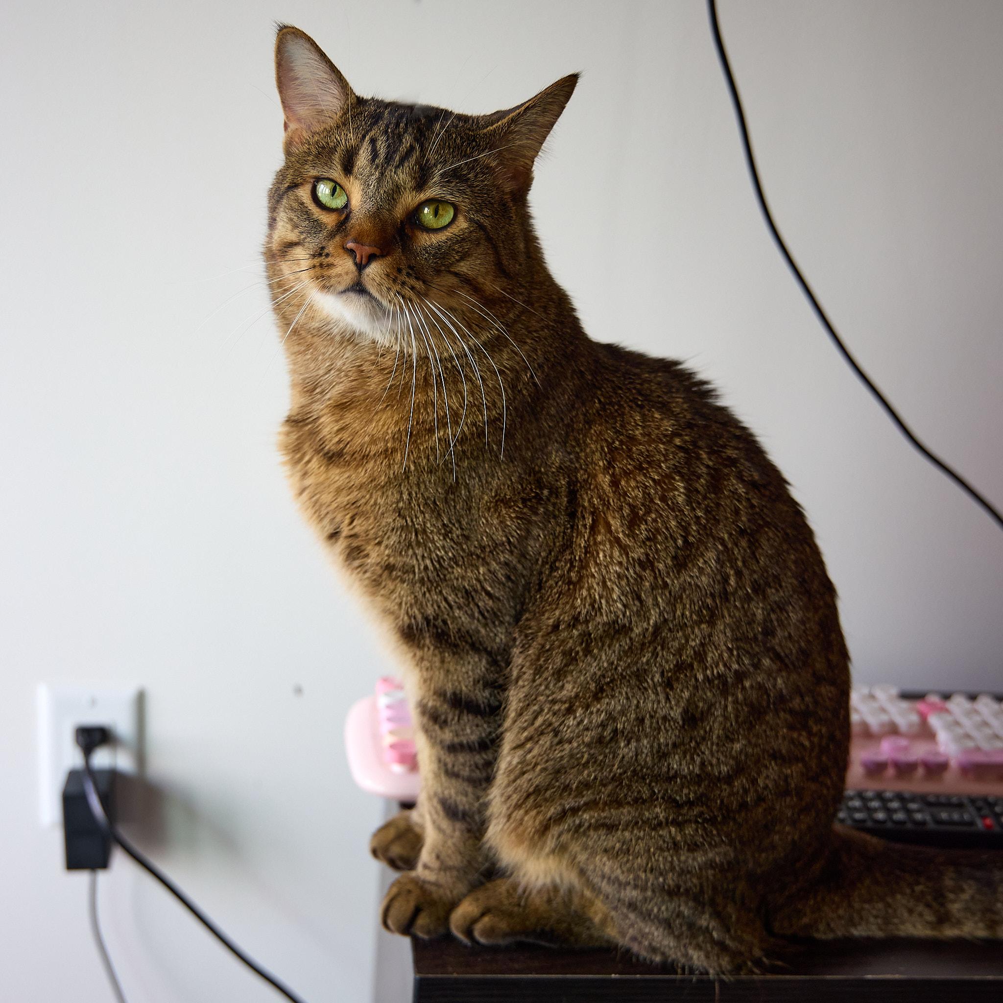 Chutney, a Adoptable Domestic Short Hair in Calgary, AB image 5/5