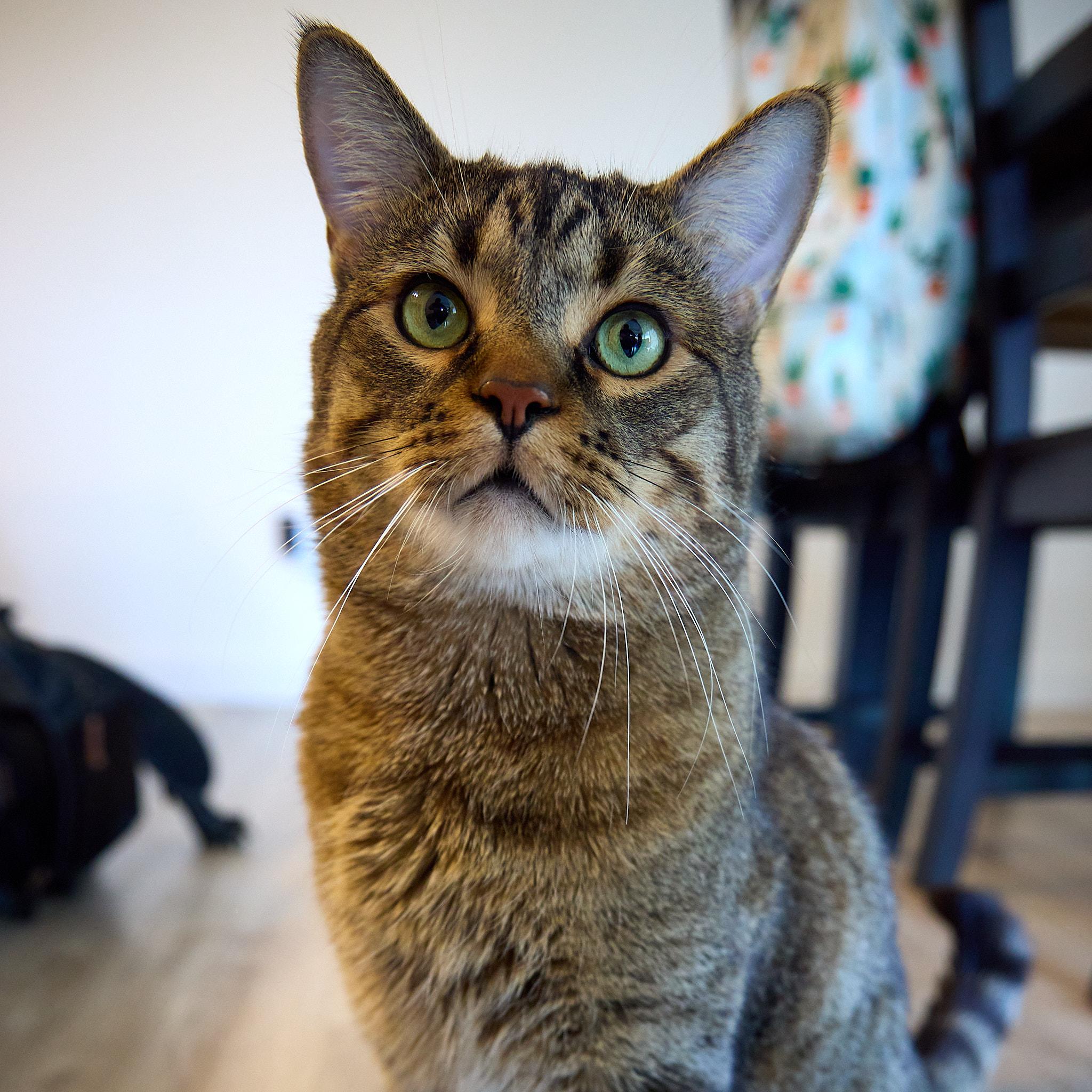 Chutney, a Adoptable Domestic Short Hair in Calgary, AB image 3/5