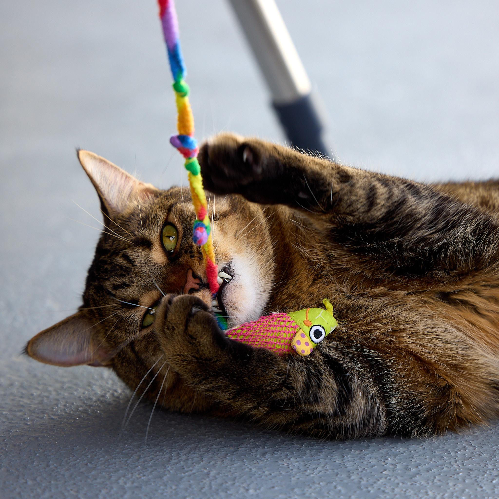 Chutney, a Adoptable Domestic Short Hair in Calgary, AB image 2/5