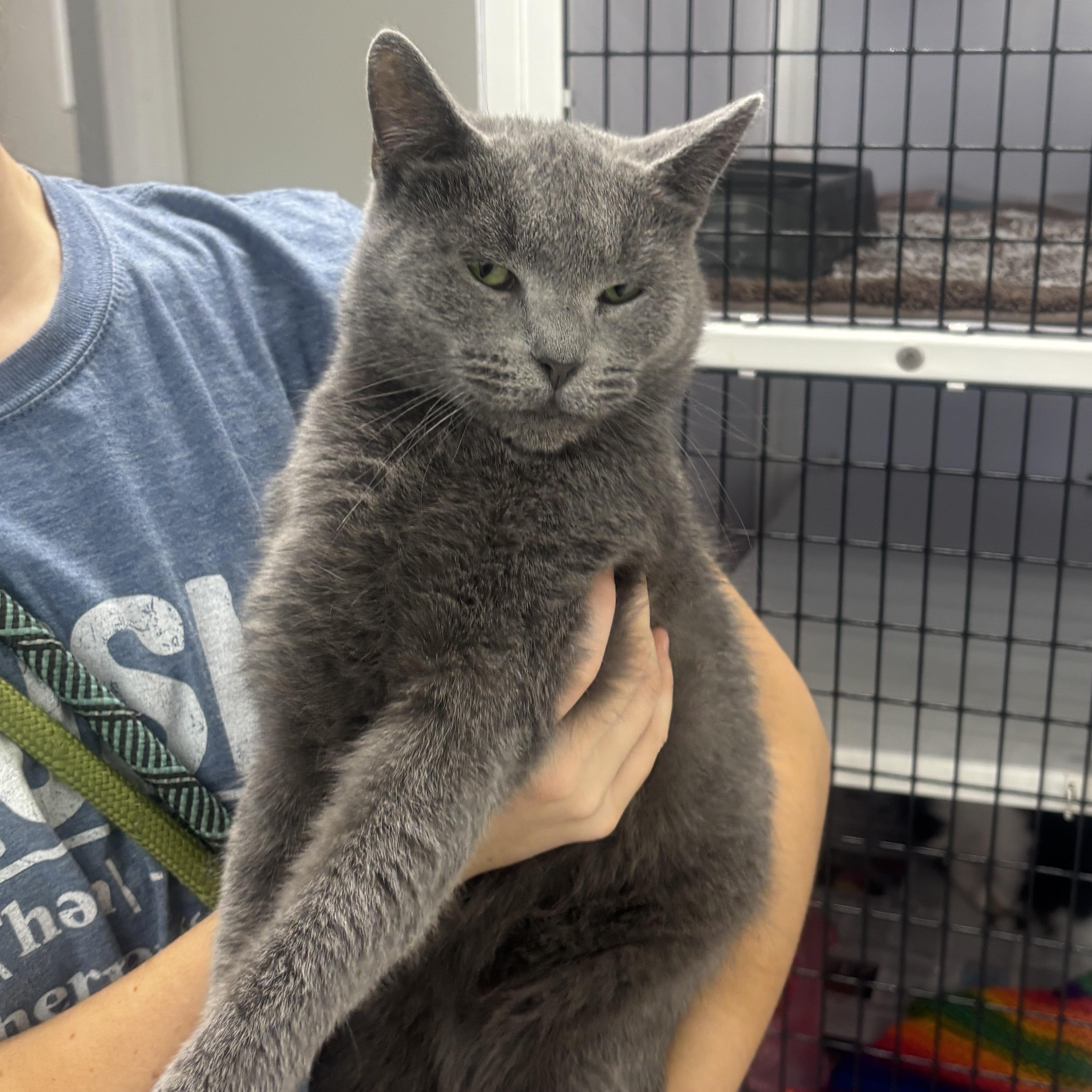 Beatrix, Adoptable, Adult Female Russian Blue.