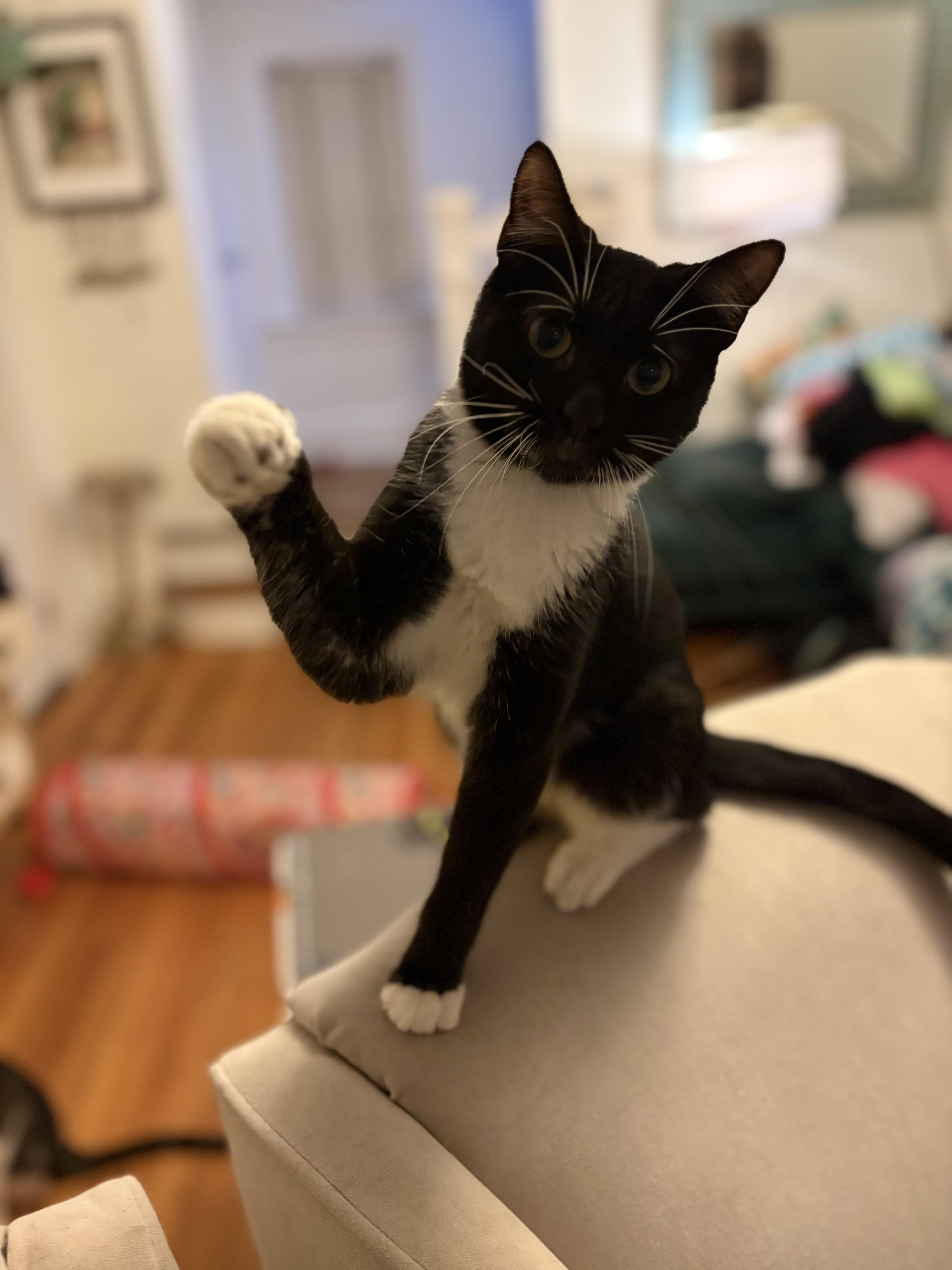 Enlarge Gio, a Adopted Domestic Short Hair in Jacksonville, FL image 3/3