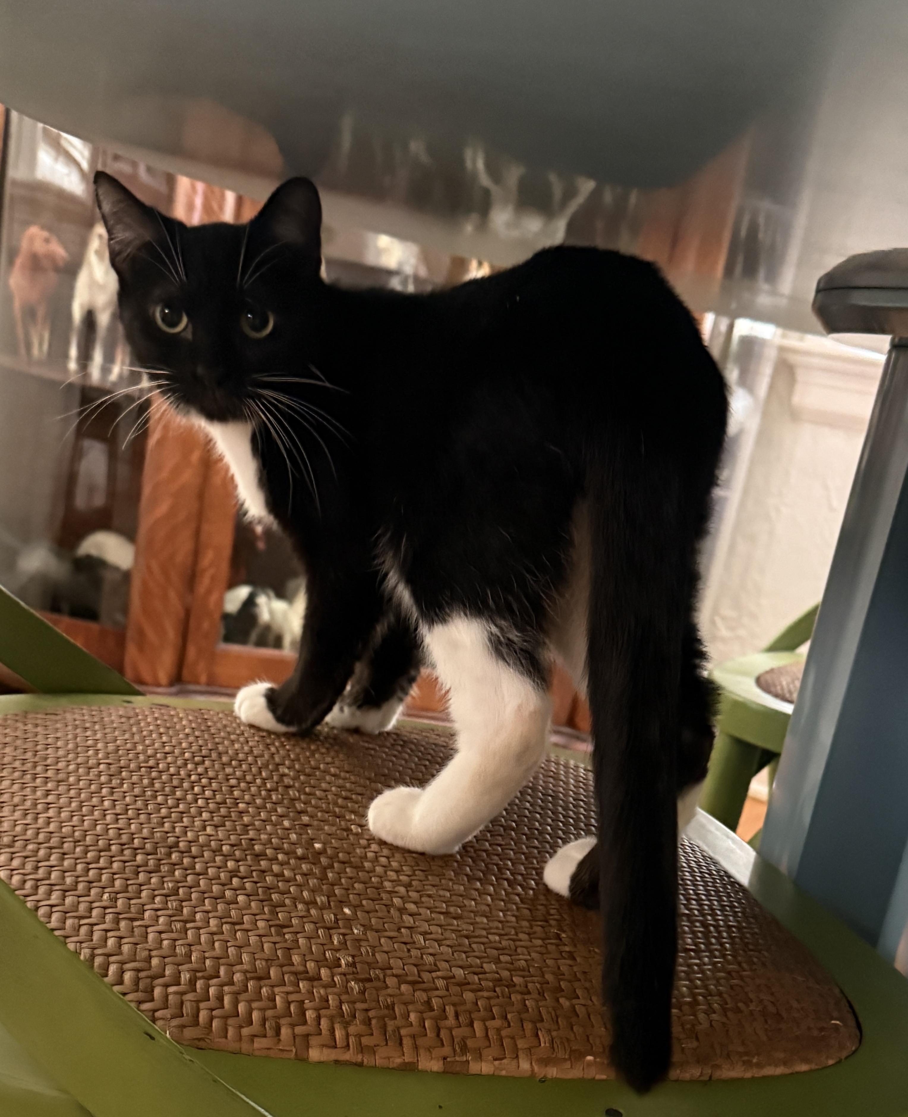 Enlarge Gio, a Adopted Domestic Short Hair in Jacksonville, FL image 2/3