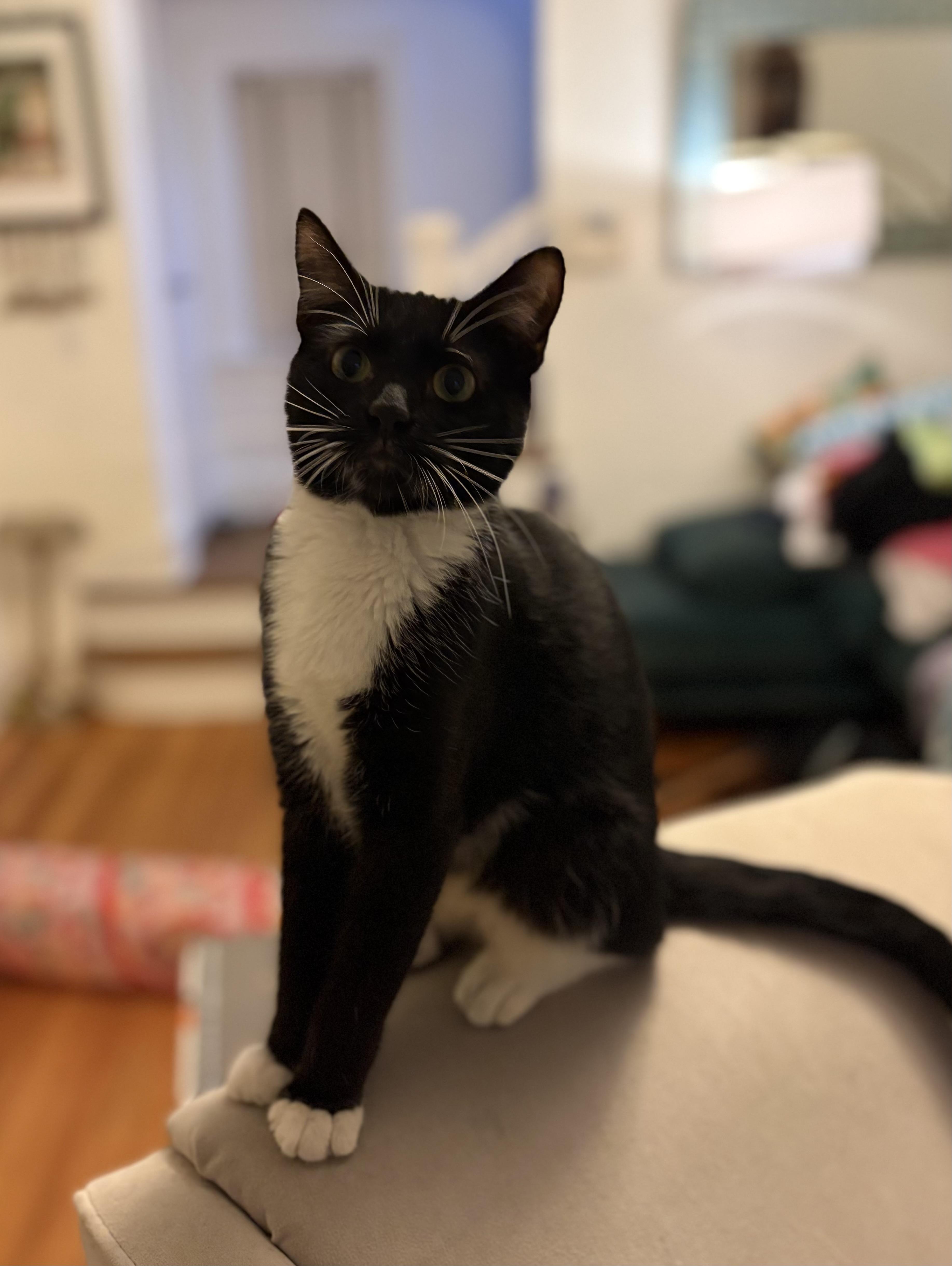 Enlarge Gio, a Adopted Domestic Short Hair in Jacksonville, FL image 1/3