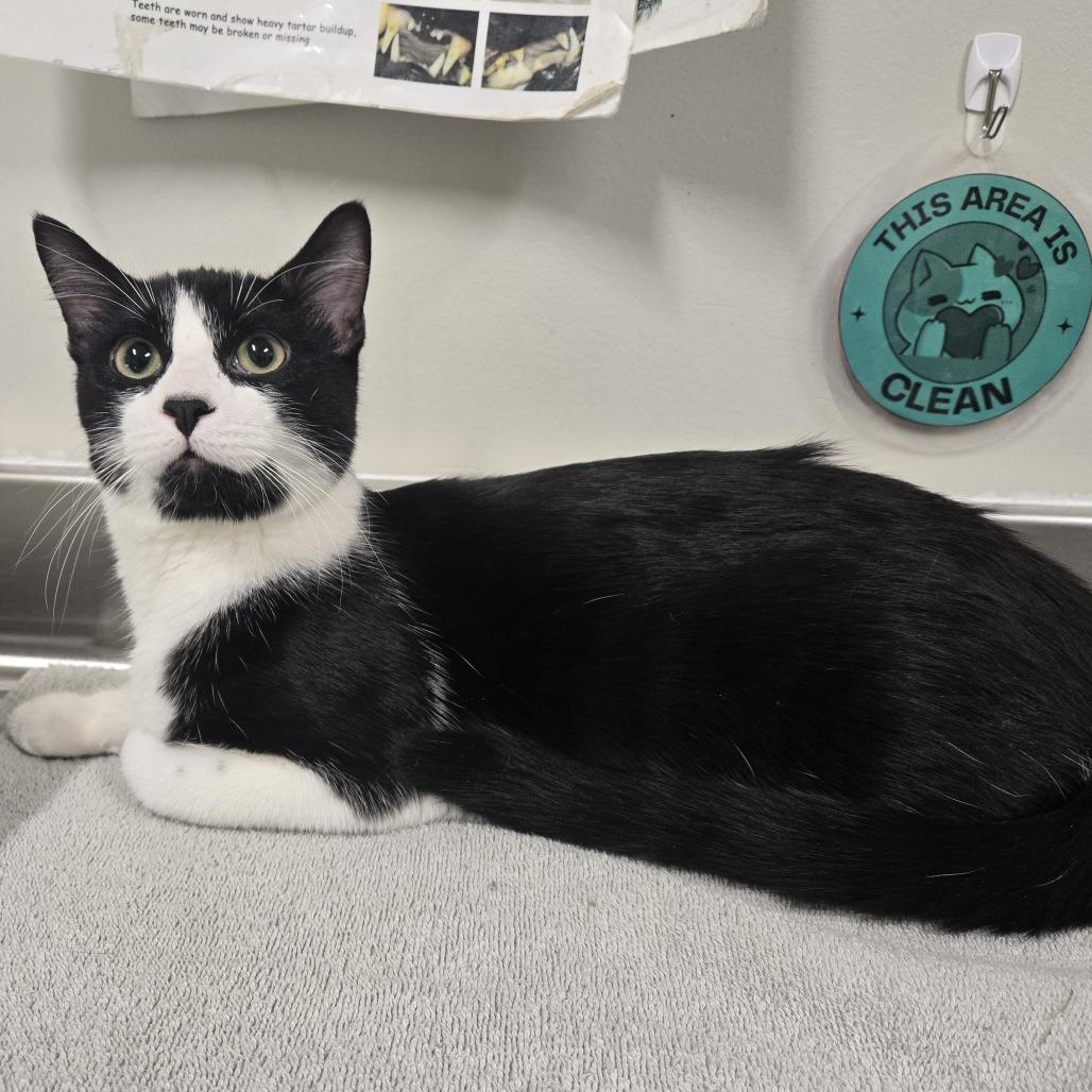 Momo, a Adoptable Domestic Short Hair image 1/6