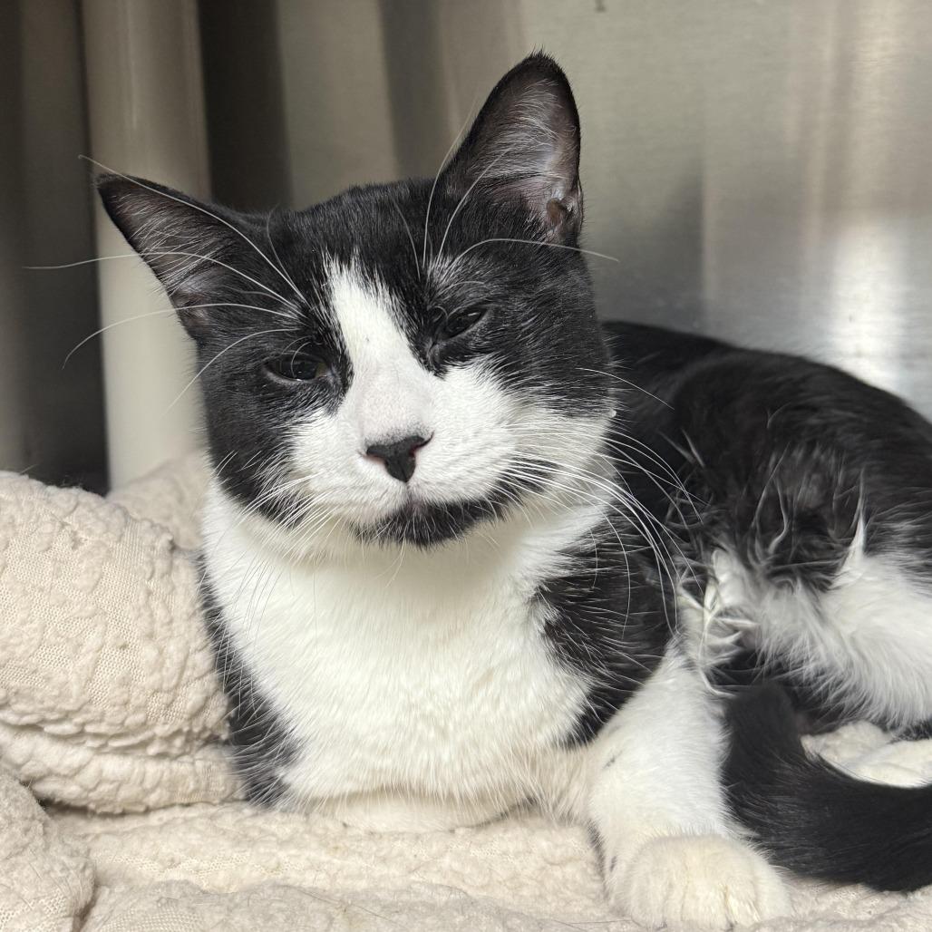 Momo, a Adoptable Domestic Short Hair image 2/6