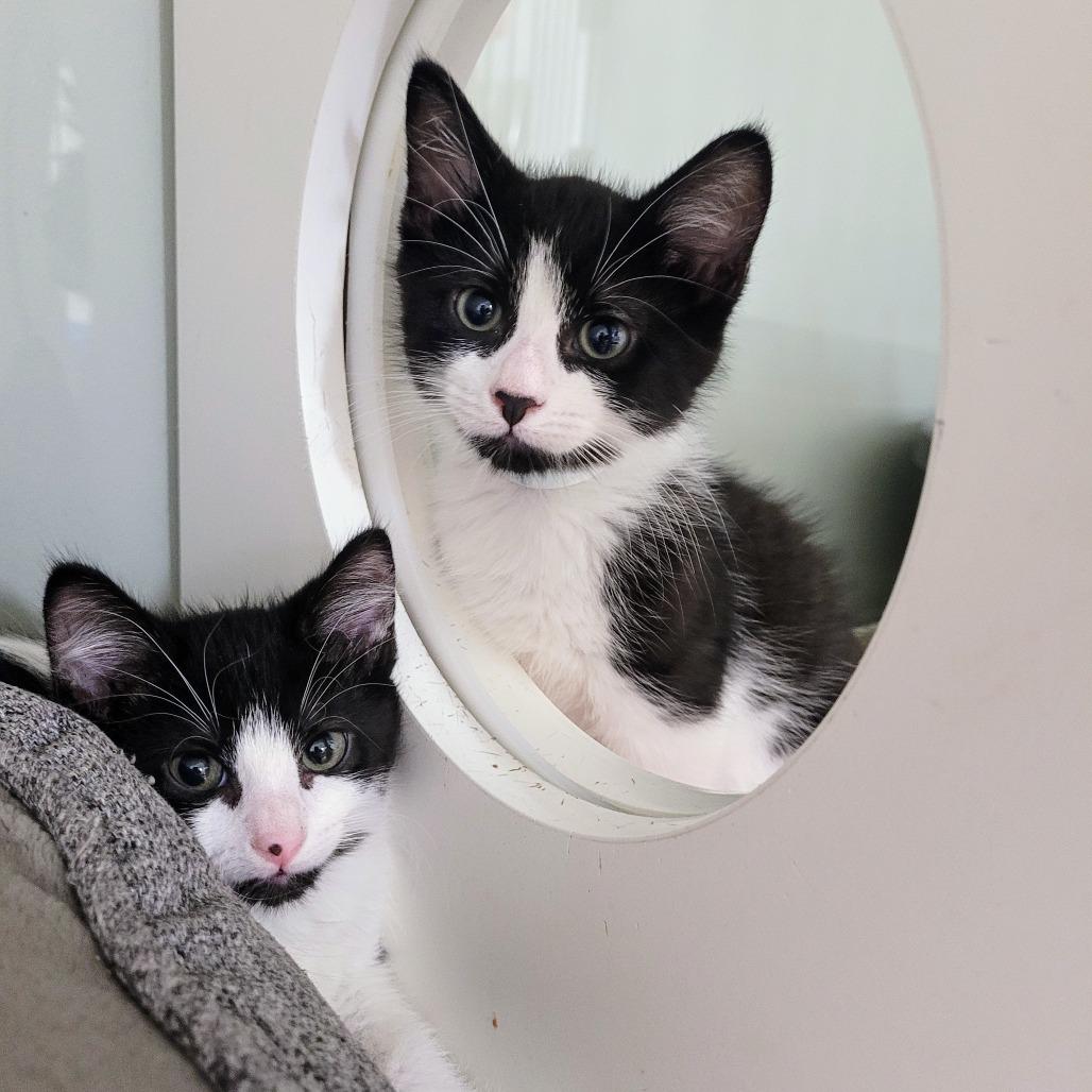 Momo, a Adoptable Domestic Short Hair image 3/6