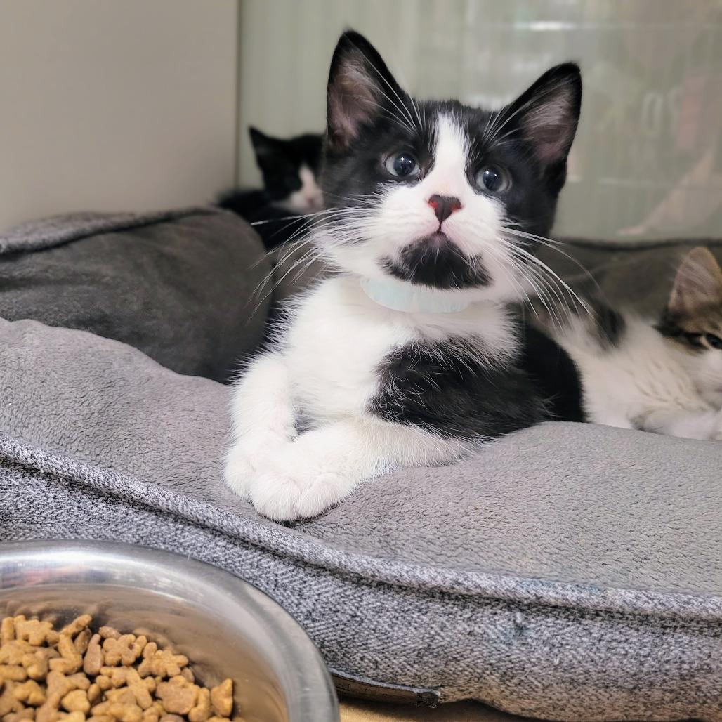 Momo, a Adoptable Domestic Short Hair image 4/6