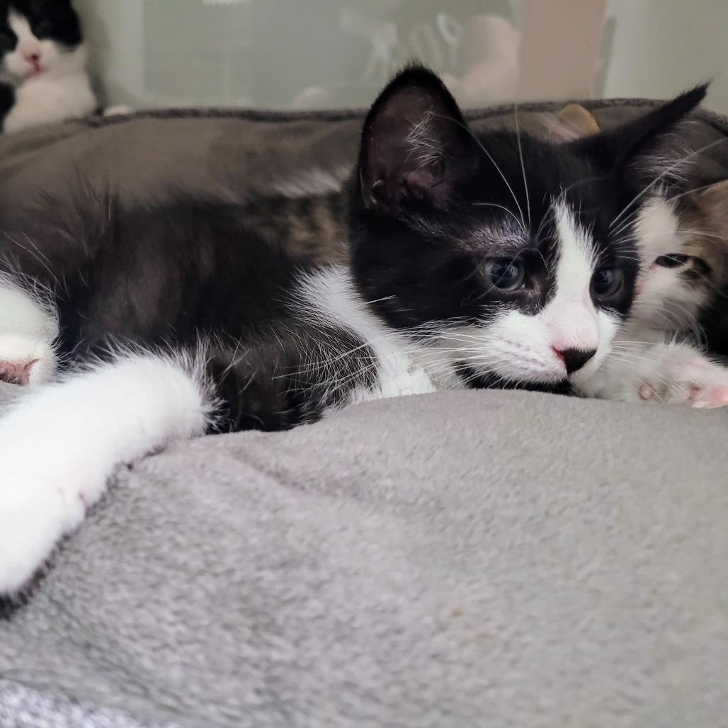 Momo, a Adoptable Domestic Short Hair image 5/6