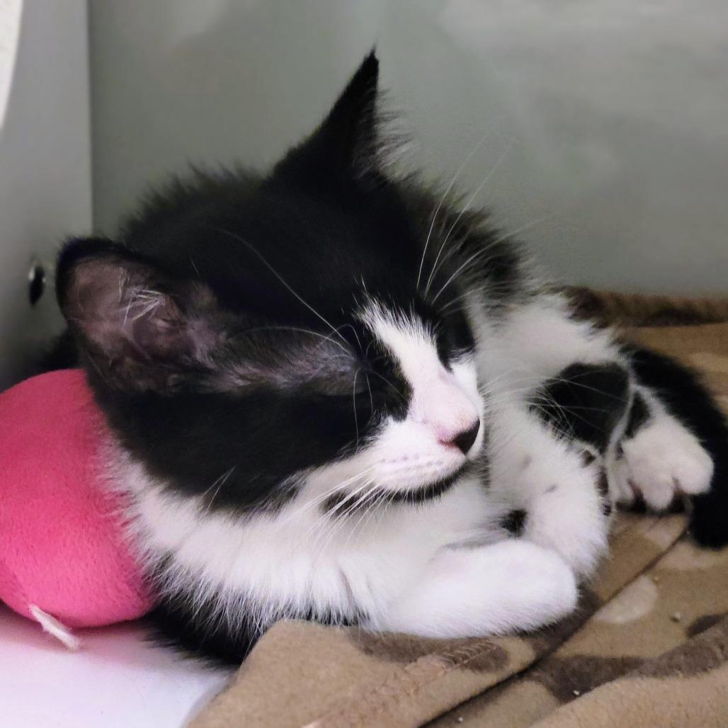 Momo, a Adoptable Domestic Short Hair image 6/6